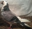 moriscar zbor 3 5 ore disparitie