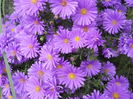 DSCN0523
