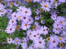 DSCN0529