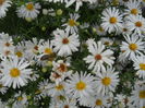 DSCN0532