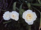 DSC06870