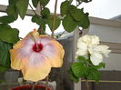 DSC00838