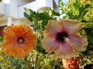 DSC00885