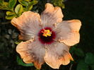 DSC00925