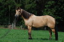 American Quarter Horse-23