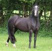Black Quarter Horse-54