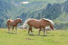 Cai si oi in Alpi