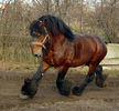 Cal semigreu Belgian