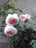 DSC07056