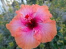 DSC00916