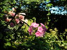 DSCN0161
