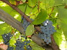 DSCN0217