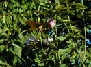 DSCN0224