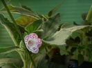 DSCN0236