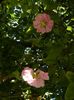 DSCN0238