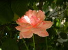 DSCN0244