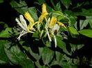 DSCN0247