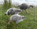 chloephaga_picta_upland_goose_02