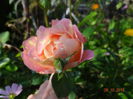 Rose des Cistercien