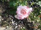 ...floare