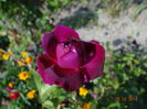 ...devenind o splendida nuanta violet...