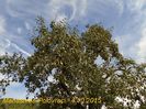 tx 081 manastirea polovraci  04102015