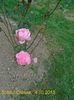 tx 096 schitul crasna  04102015
