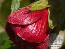 Abutilon bordo