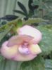 achimenes