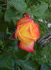 DSC00983