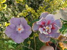 DSC00987