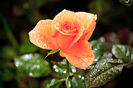 APRICOT ROSE