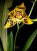 Odontocidium Hansueli Isler 2015.10.09 2