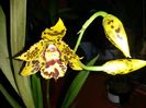 Odontocidium Hansueli Isler 2015.10.09 4