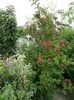 SAM_9745