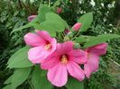 SAM_9754