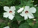 SAM_9756