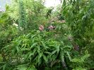 SAM_9846