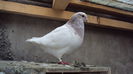 DSC07465