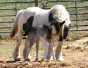 Manzul de Gipsy cob