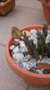 Stapelia berlinensis, boboc