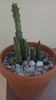 Orbea variegata & Stapelia hb. comparabilis