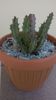 Stapelia revoluta v. tigrida