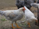 DSCN1004 - Copy - Copy (2)