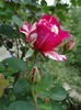 DSC00651