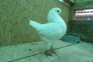 SAM_7154