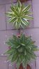 Agave lophantha quadricolor & Agave horrida