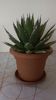 Agave horrida