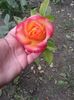 20151010_142622