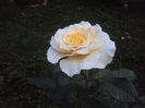DSC06946